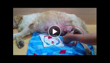 Help Newborn Puppies To Drinking Milk From Mom Dog Help Newborn Puppies To Drinking Milk From Mom Dog