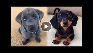 Cute Puppies Doing Funny Things, Cutest Puppies in the Worlds