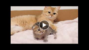 Baby kitten loves physical contact with mother cat