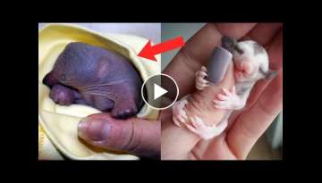 Newborn Animals: Cute or Creepy?