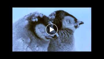 Penguin Chicks Struggle To Survive | Planet Earth | BBC Earth