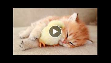 Kitten sleeps sweetly with the Chicken 