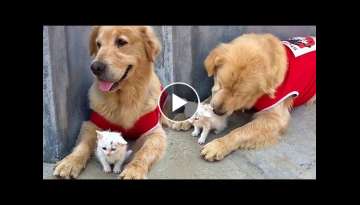 Stray Kitten and Sweet Golden Retriever Are Inseparable Friends