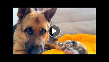 German Shepherd Protects Baby Kittens [Cuteness Overload]