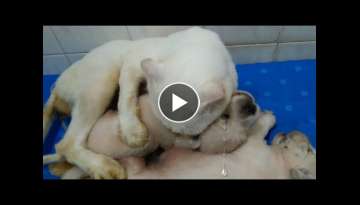 Newborn Puppy Screams Loudly When Bitten By Male Cat