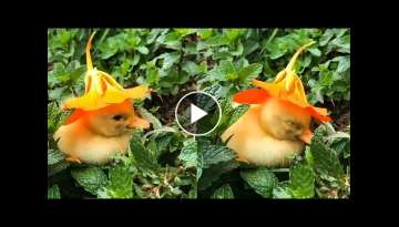 A Video Of A Baby Duck Falling Asleep With A Flower Hat On Its Head Will Warm Up Your Soul A Video Of A Baby Duck Falling Asleep With A Flower Hat On Its Head Will Warm Up Your Soul