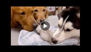Baby Kitten Growing up with Husky and Golden Retrievers