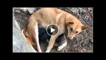 The Stray Mother Dog and Six Newborn Puppies Were Rescued Near The River
