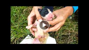 We Went to Rescue Newborn Puppies But Never Expected This | Howl Of A Dog Rescue