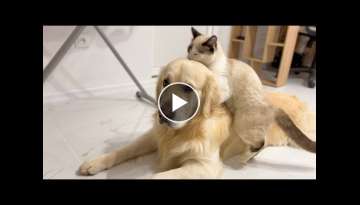 Funny Cat vs Cute Golden Retriever Dog