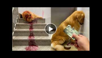 Golden Retriever bites owner's bank card Golden Retriever bites owner's bank card