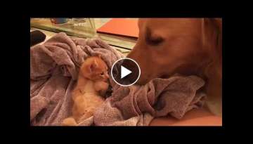 Sleepy Kitten Touching Dog's Nose - English Cream Golden Retriever Checking On Foster Kitty - BOO...