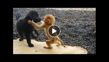 Cute baby monkey relax and play happily with 2 puppies