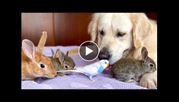 Funny Golden Retriever Loves His Cute Animal Friends