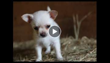 Lola the chihuahua & the Goat kids Daily Playtime