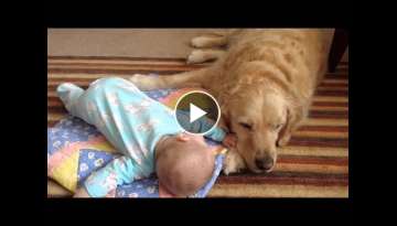 Golden Retriever Helps Infant with Tummy Time