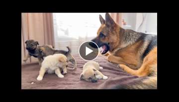 German Shepherd Confused By 5 New Puppies!
