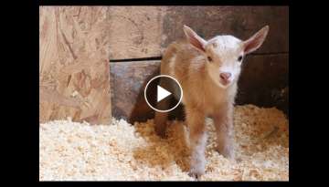 Newborn Goat Hector Makes Friends with Barn Kittens