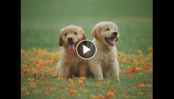 50 Minutes of cute and funny dogs