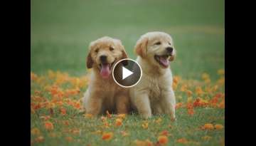 50 Minutes of cute and funny dogs 50 Minutes of cute and funny dogs