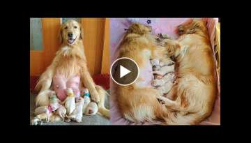 Golden Retriever loves his wife- Dog breastfeeding puppy