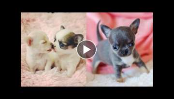 Cutest Teacup Chihuahua Puppies