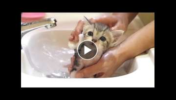 It was a surprising cuteness when I took a bath for the first time with a protective kitten...