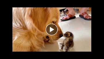 Ultimately Sweet Moments Between Gentle Golden Retriever & Tiny Kitten