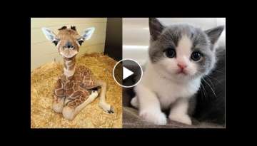 Cute baby animals Videos Compilation cute moment of the animals - Soo Cute! #23