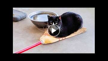 You Definitely Laugh, I Believe In It - Funniest Cats Expression Video - Funny Cats Life