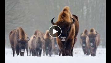 Europe's Largest Terrestrial Mammal! Europe's Largest Terrestrial Mammal!