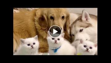 Golden Retriever and Husky Welcomes Cute Baby Kittens