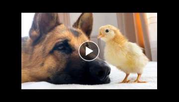 German Shepherd Meets Newborn Baby Chick for the First Time!