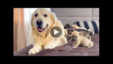 Puppies need the love of a Golden Retriever Puppies need the love of a Golden Retriever