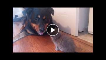 rottweiler and kitten become friends rottweiler and kitten become friends