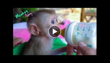Oh! Newborn monkey Amy drinking milk with big milk bottle