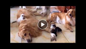 Golden Retrievers and Cute Tiny Kitten Army