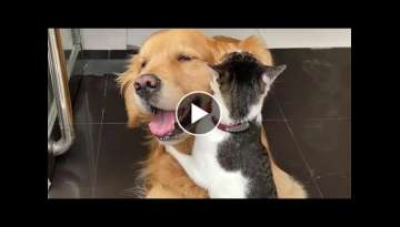 Happy Golden Cat Hug