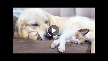 Golden Retriever Sleeps with a Kitten for the First Time!