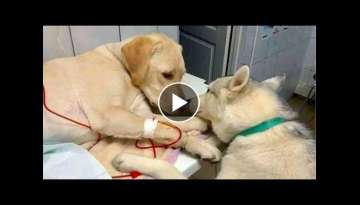 Vet Has A ‘Comfort Dog’ Who Assists Anxious, Sick Pets Vet Has A ‘Comfort Dog’ Who Assists Anxious, Sick Pets