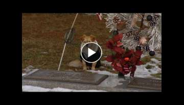 Loyal Chihuahua Refuses To Leave Owner’s Gravesite