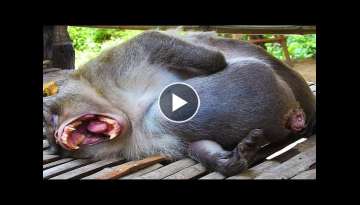 Awesome Monkey Give A Birth | Cute Newborn Monkeys