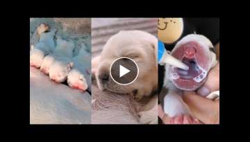 The newborn puppies |Newborn puppies are nursing