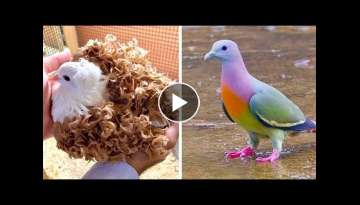 34 Most Beautiful and Special Pigeon Species in the World 34 Most Beautiful and Special Pigeon Species in the World