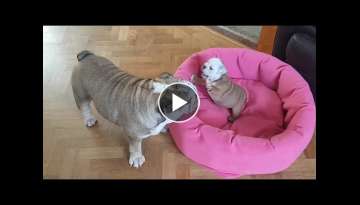 Bulldog mother adorably entertains her newborn puppy Bulldog mother adorably entertains her newborn puppy