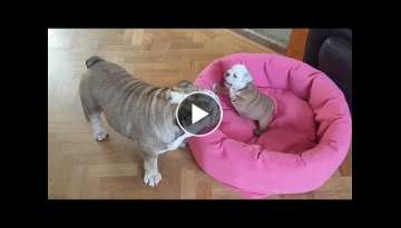 Bulldog mother adorably entertains her newborn puppy