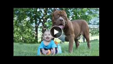 Funny Pitbull and Baby Videos Funny Babies and Dogs Playing Compilation