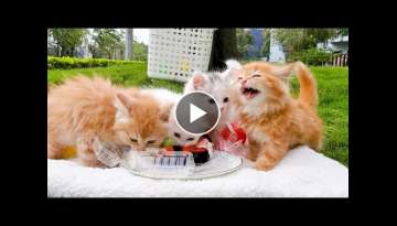 Cute kittens go to a picnic weekend and eating sushi