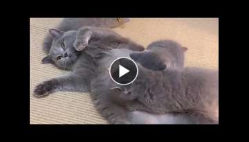 Mama Cat Ran Out of Ink Mama Cat Ran Out of Ink