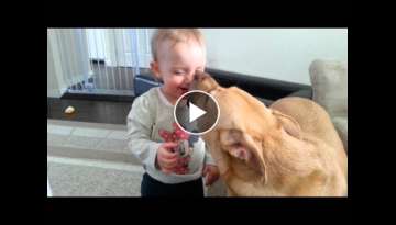 Baby attacked by Pitbull with Kisses